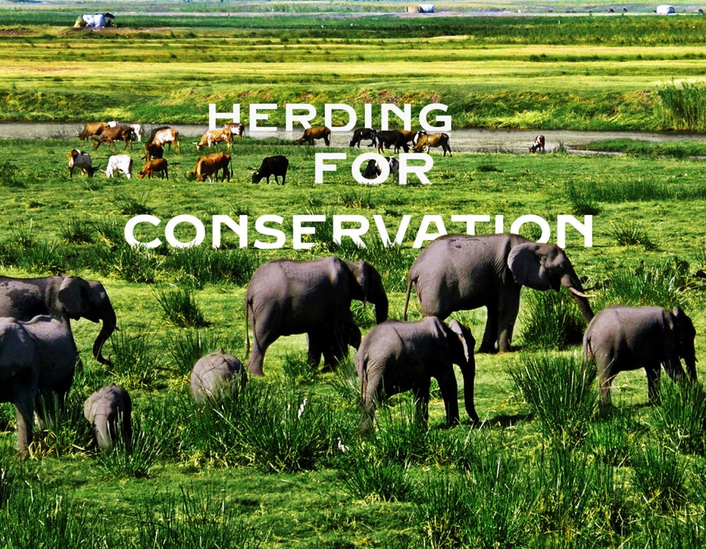 Empowering livestock herders and wildlife to thrive