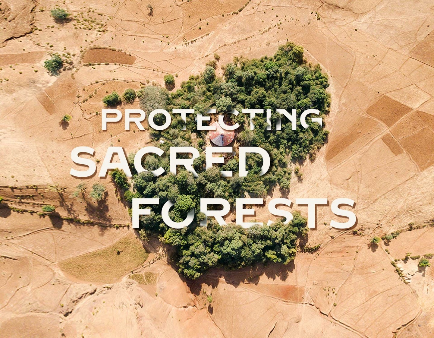 Restoring and connecting fragmented sacred forests