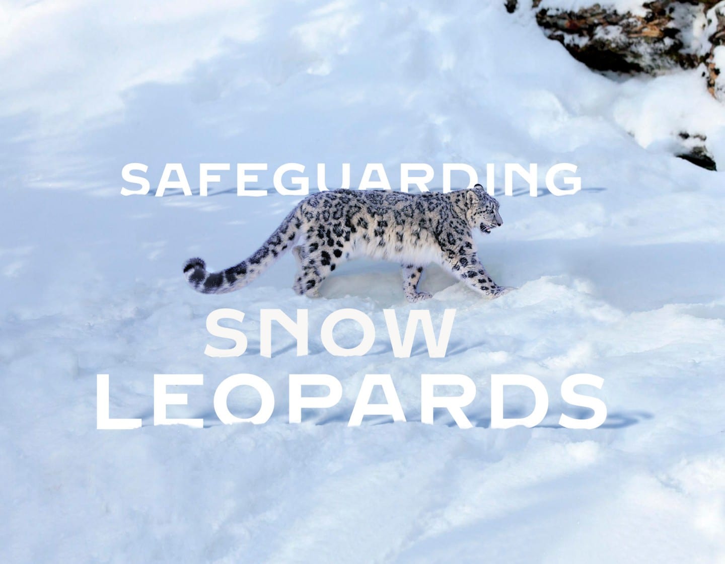 Safeguarding snow leopards and their mountain habitats