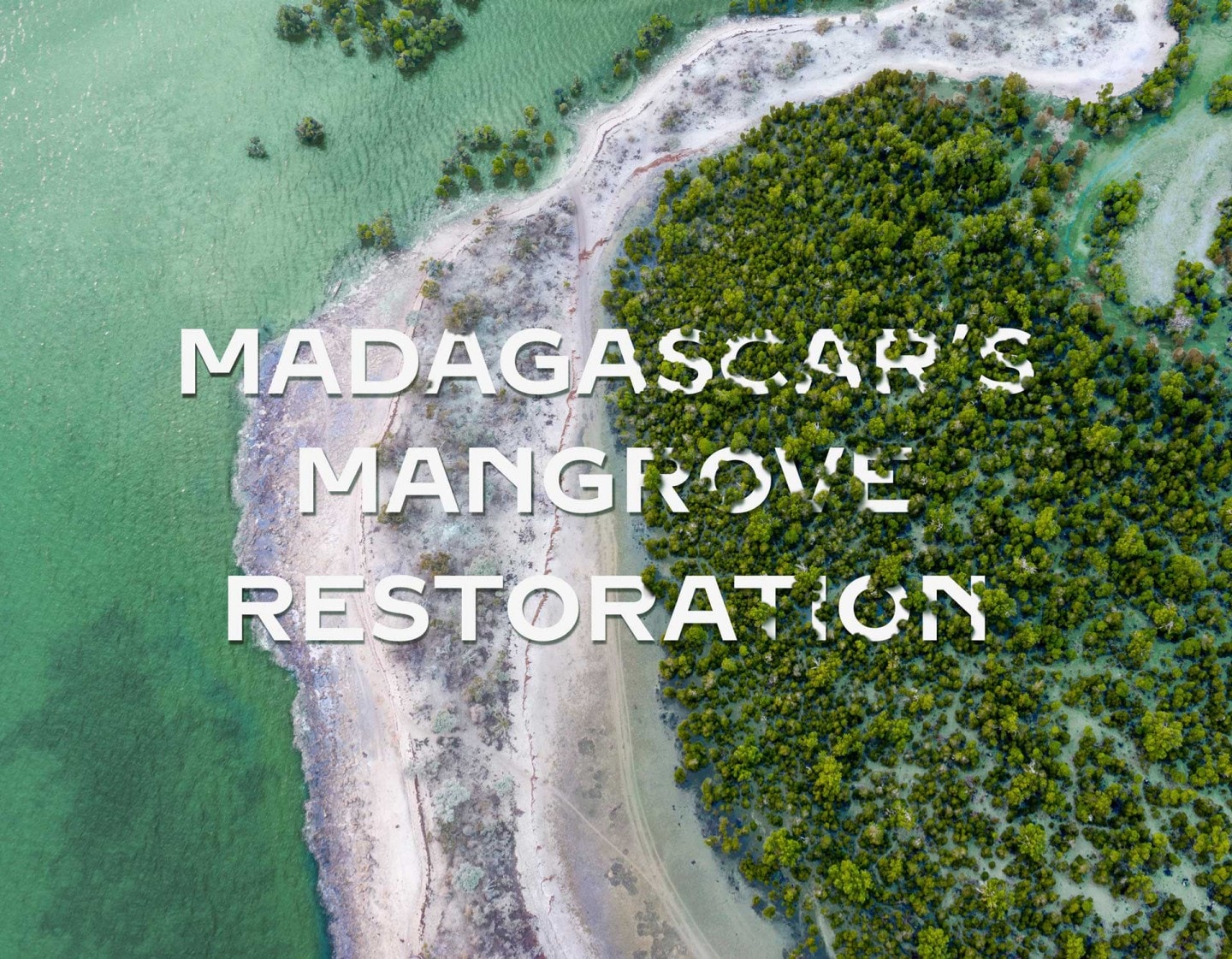 Supporting coastal communities to conserve and restore mangroves